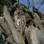 060325 tawny owl